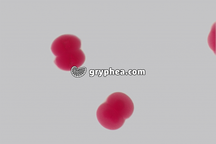 Oursin - embryologie - embryons de 2 cellules x100 - gryphea.com